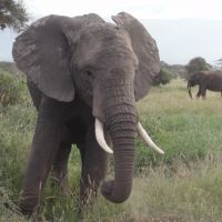 elefant-aus-der-nähe