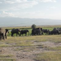 elefantenherde-in-kenia