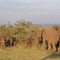 elefantenherde-frisst