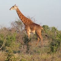 giraffen-in-kenia