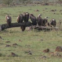 Geier in Kenia geier-in-kenia