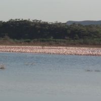flamingos-in-kenia