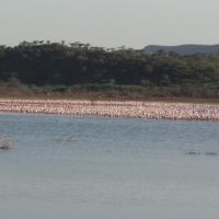 Flamingos in Kenia flamingos-in-kenia