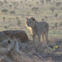 löwen-in-kenia