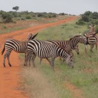 zebras-am-straßenrand