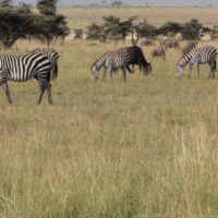 zebras-und-gnus-grassen