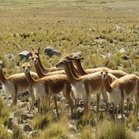 vicuñas-arequipa-(2)