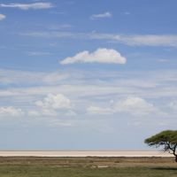 etosha-(1).jpg