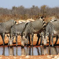 zebras-am-wasserloch