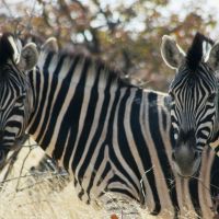 wildlife-(2).jpg