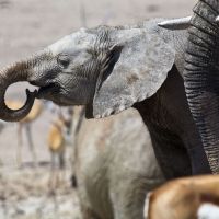 wildlife-(17)