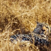 Leopard im Grass leopard-im-grass