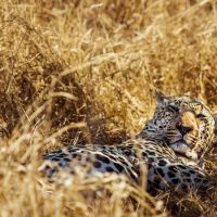 leopard-im-grass