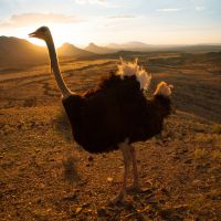 Strauß in der Abendsonne strauß-in-der-abendsonne
