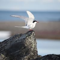 arctic-bird-(arctic-tern)