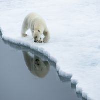 polar-bears-(2)