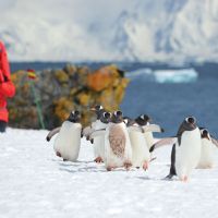 Antarctic (5) antarctic-(5)
