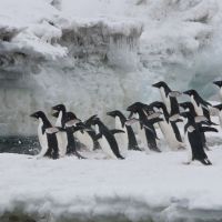 pinguine-springen-ins-wasser.jpg