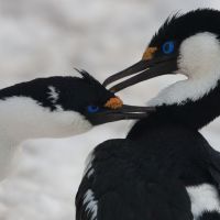 antarktis-vögel.jpg