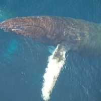 humpback-wal-in-der-antarktis.jpg