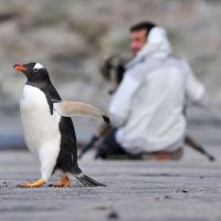 pinguin-und-fotograph.jpg