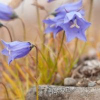 blumen-in-grönland.jpg