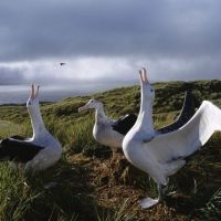 albatrosse.jpg
