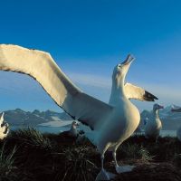 albatross-reckt-den-kopf.jpg