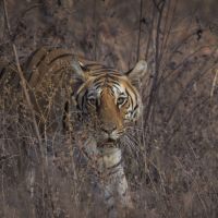 tiger-im-gestrüpp