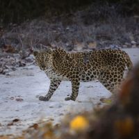 leopard-in-indien