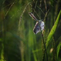 vogel-in-indien