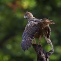 vogel-auf-baum
