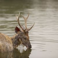 wild-im-wasser