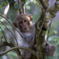 affe-auf-einem-baum
