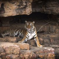 tiger-in-einer-höhle