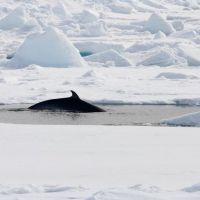 wal-in-spitzbergen.jpg