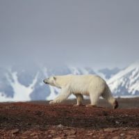 eisbär-vor-berg.jpg
