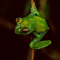 Baumfrosch baumfrosch