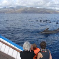 Wale beim Schiff wale-beim-schiff