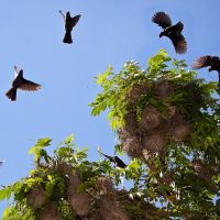 vögel-in-iguazu