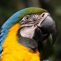 vogelpark-iguazu---zig-koch.jpg