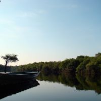 amazonas-regenwald