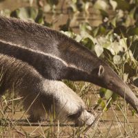 sm---tamanduá-bandeira---giant-anteater