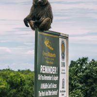 affe-auf-schild