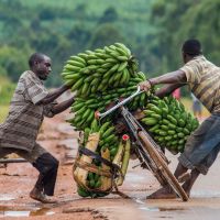 bananen-auf-dem-fahrrad