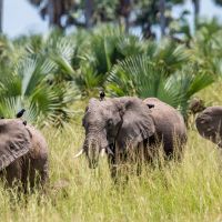 elefantengruppe-im--murchisons-falls-nationalpark.-uganda