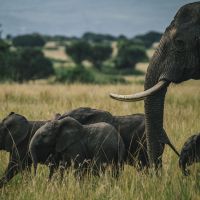 elefanten-in-uganda