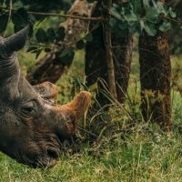 nashorn-in-uganda