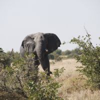 elefant-stellt-ohren-auf