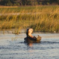 flusspferd-im-chobe-nationalpark